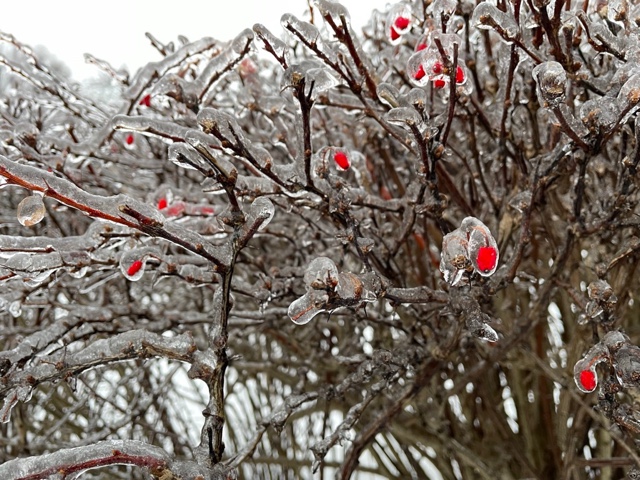 Bright red berries on a bush, encased in ice because of freezing rain.